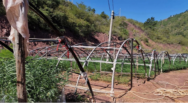 紫膠原料基地